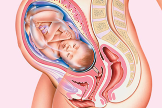 development of the baby at 37 weeks